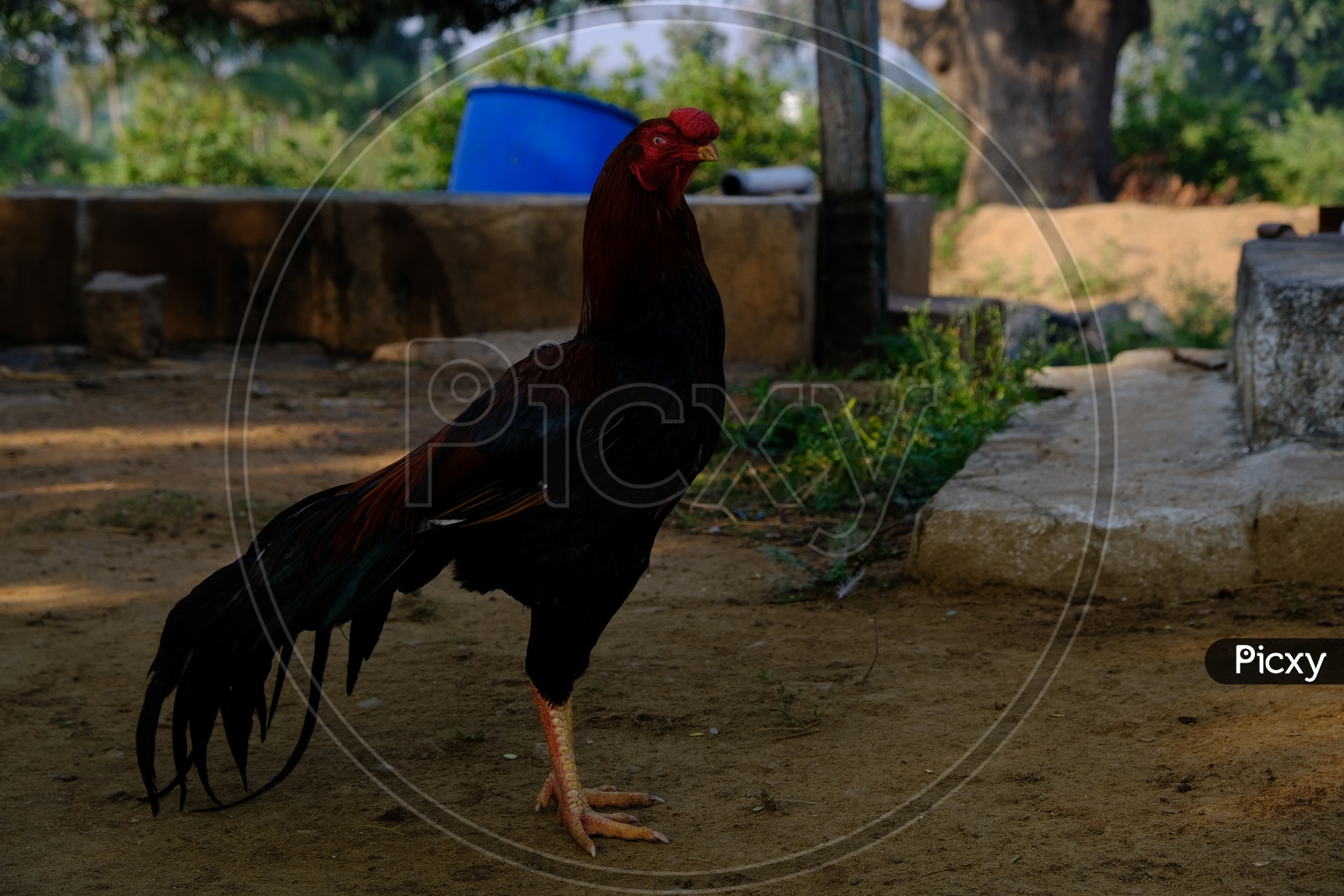 Rooster or cockerel or cock Bird