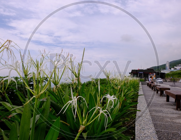 White Flowers alongside Beach View Point at Hualien City