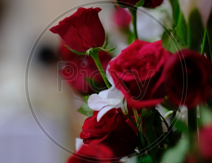 Group of Red Roses