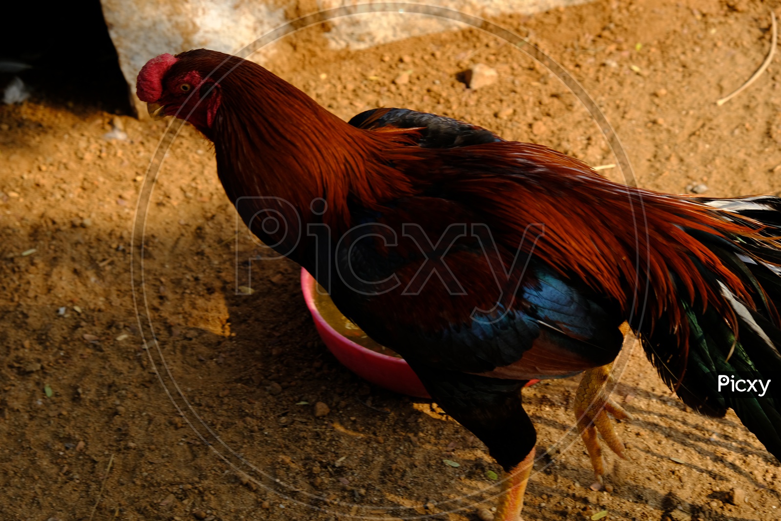 Close up of Rooster