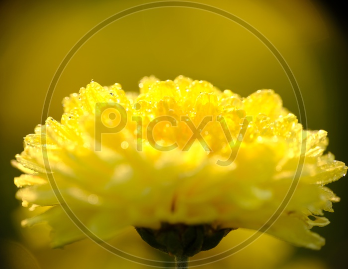 Chrysanthemums flower or Guldaudi Flower