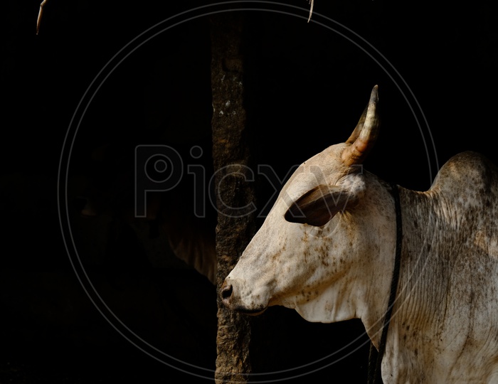 Bull  Ox In a Cattle Shed