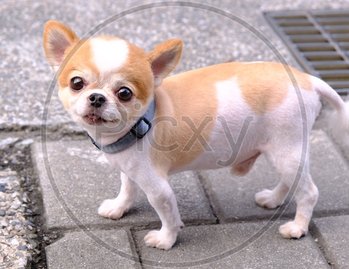 Chihuahua Dog in Hualien City