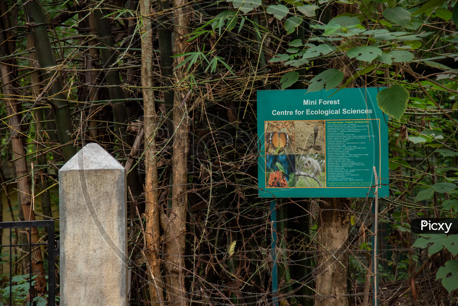 IISC Mini Forest centre for ecological sciences