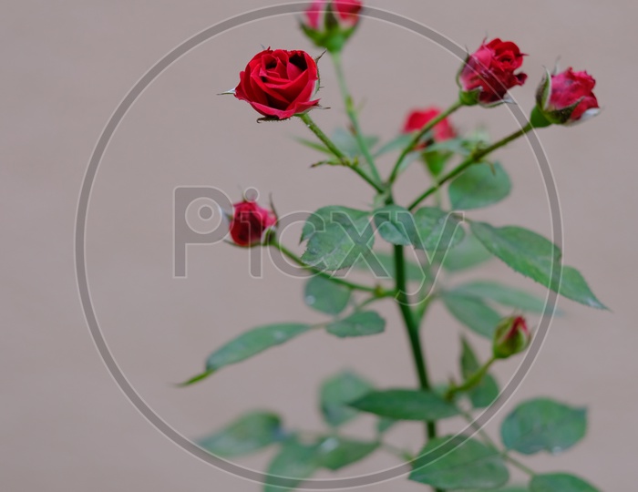 Roses on a plant.
