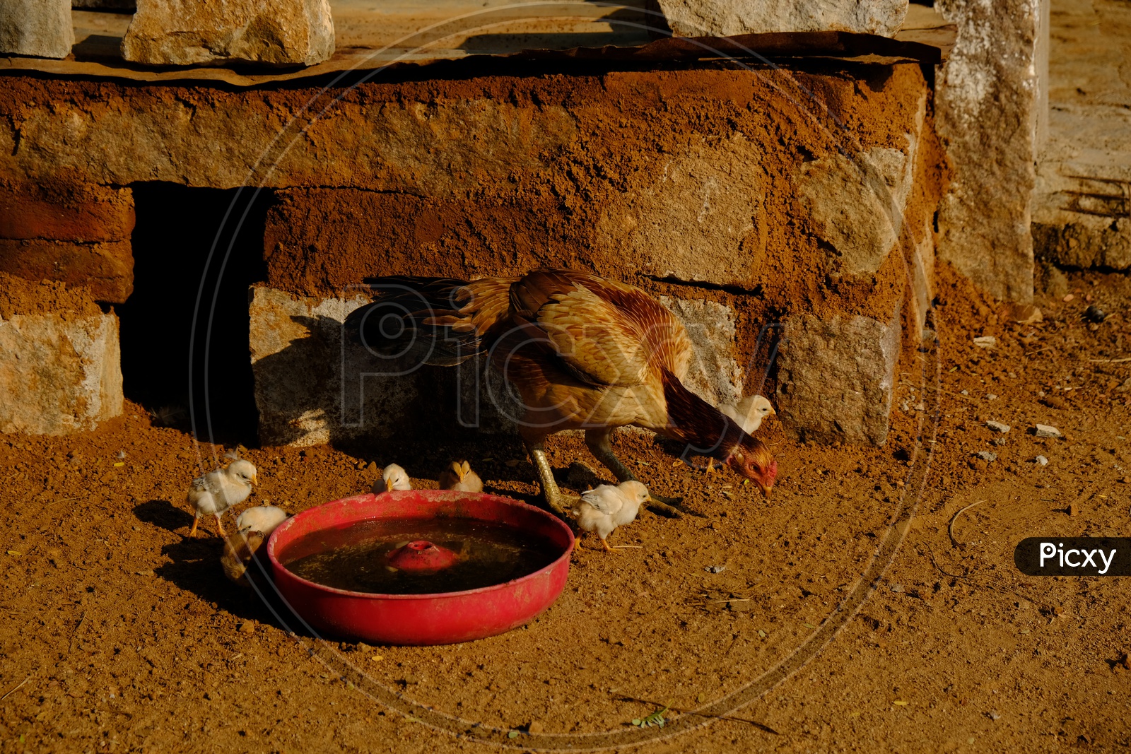 Hen and Baby Chicks drinking water
