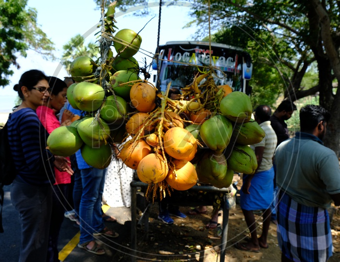 Tourists drinking Coconut Water roadside