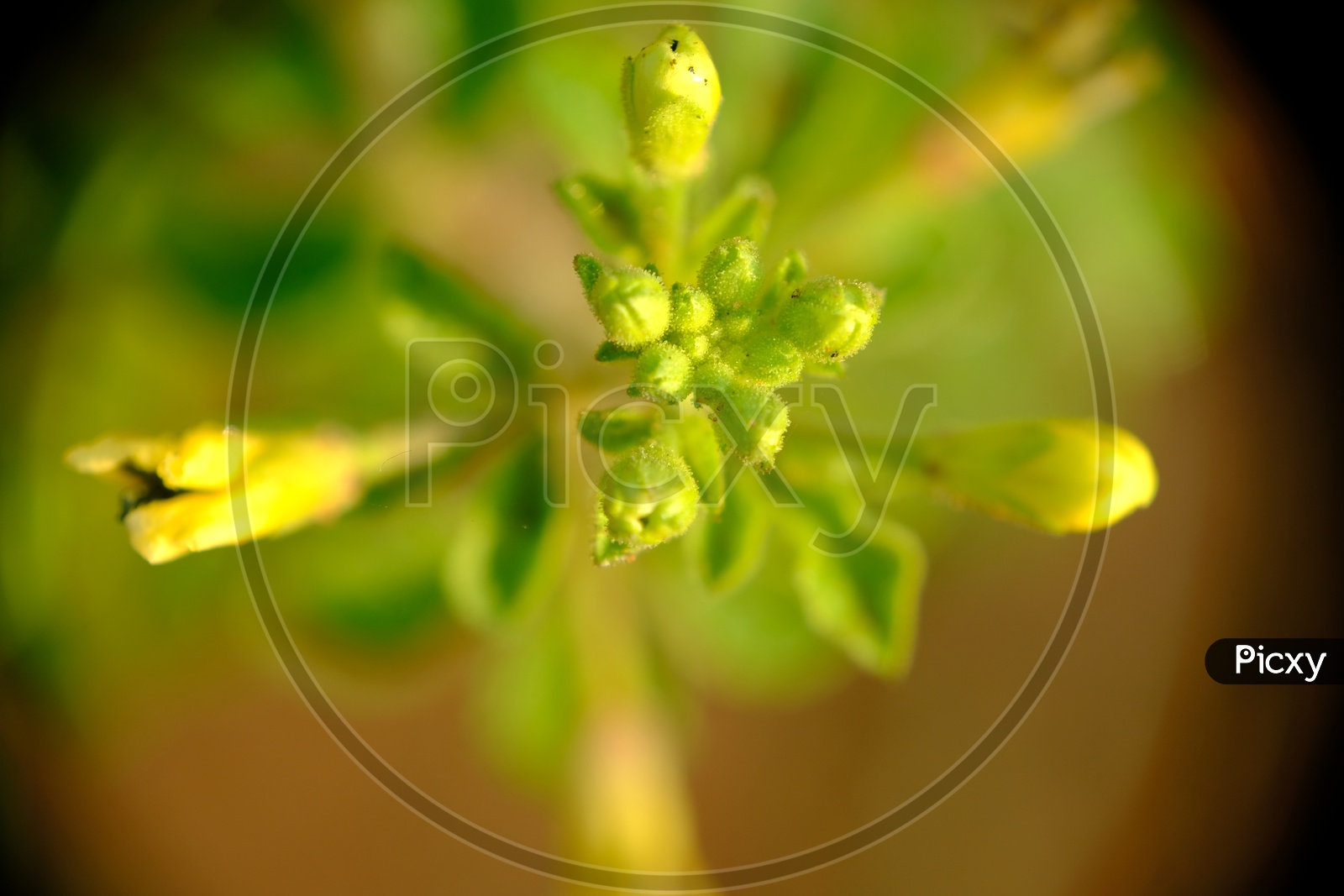 Close up shot of a Flower Bud