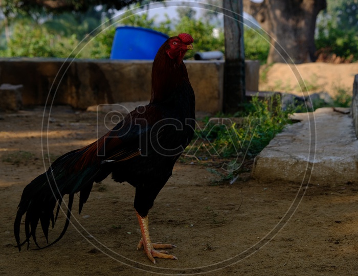 Rooster or cockerel or cock Bird