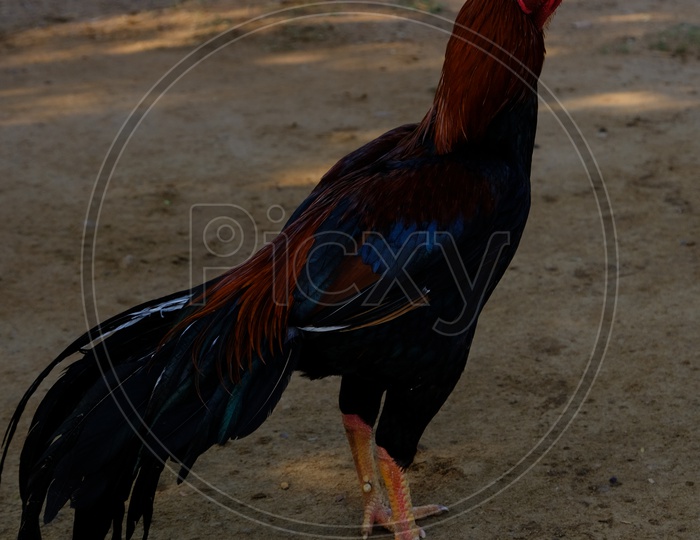 Close up of a Rooster