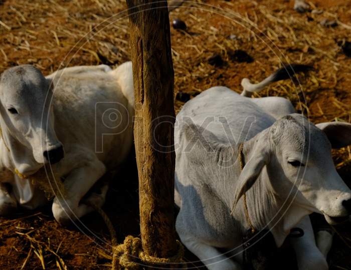 Cattle tied to a tree with rope
