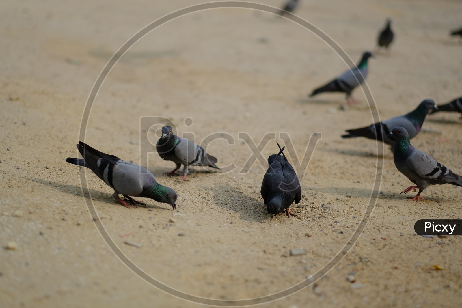 Pigeons Feeding on Road
