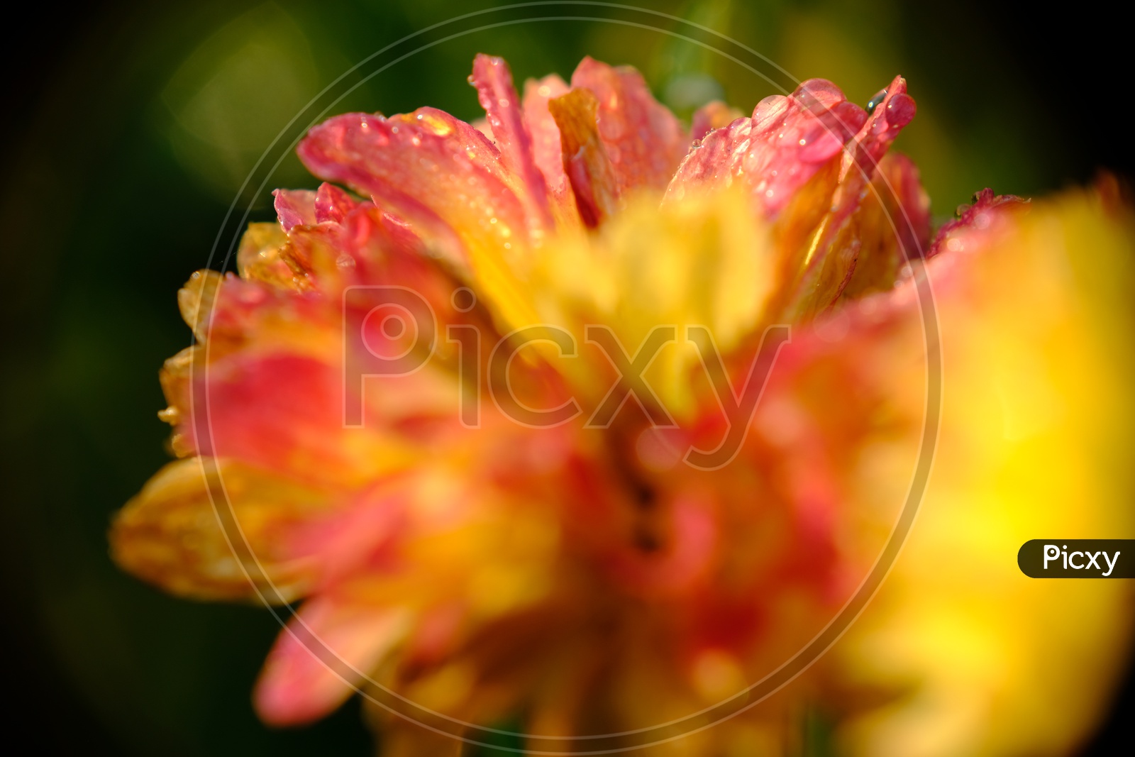 Close up shot of a Flower