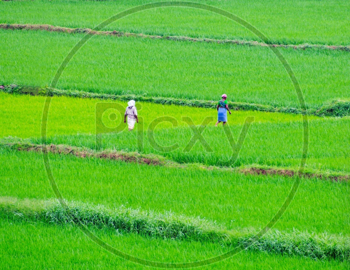 Women at work in agricultural field