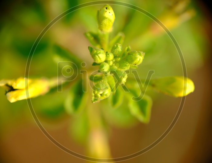 Close up shot of a Flower Bud