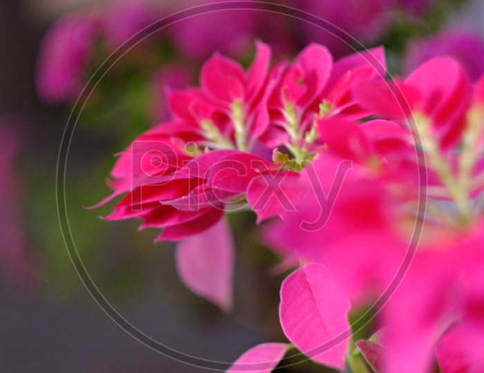 Flowers Closeup
