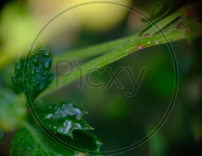 Water Droplets on a Plant