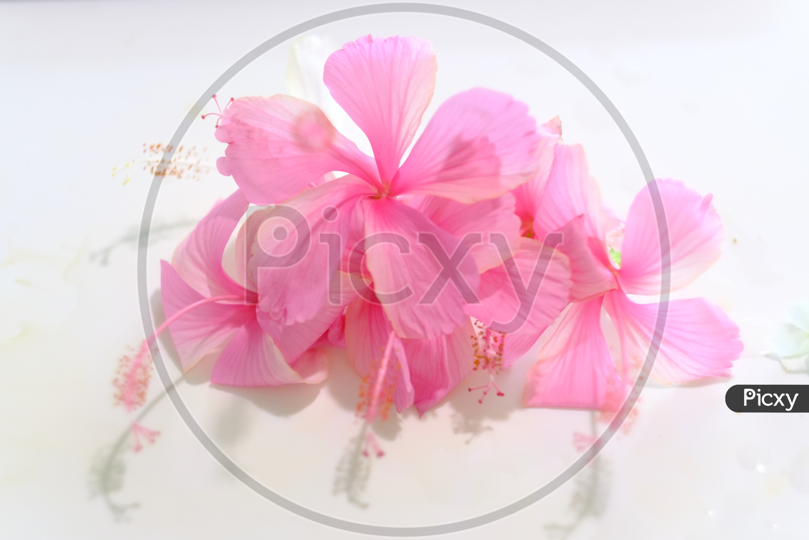 Rose Colour Hibiscus Flower
