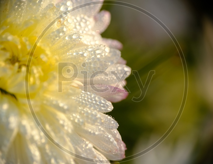 Close up shot of Aster Flower