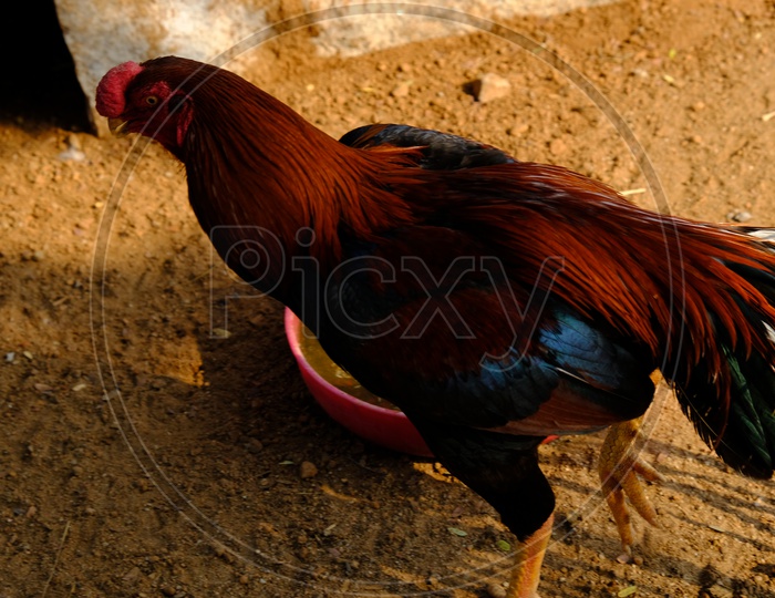 Close up of Rooster