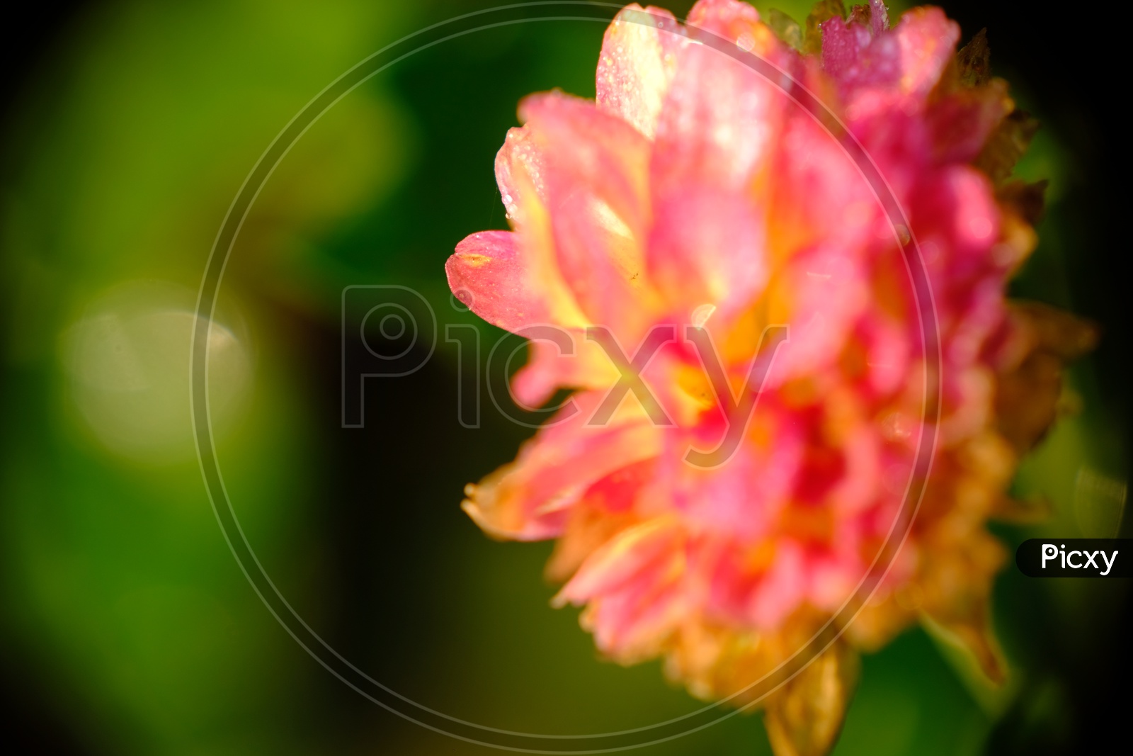 Close Up Shot of a Flower