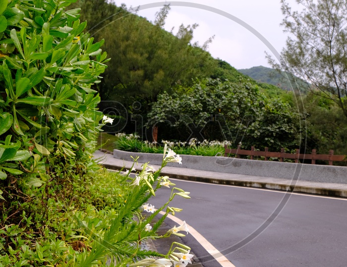 Flowers alongside Road in taiwan 
