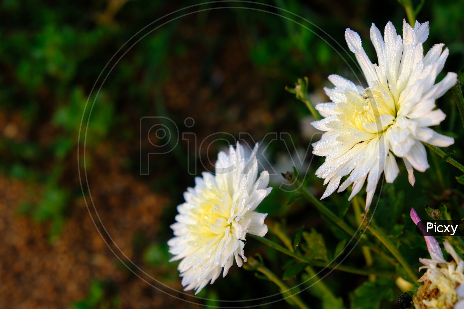 Panicled Aster, Chrysanthemum  Flowers