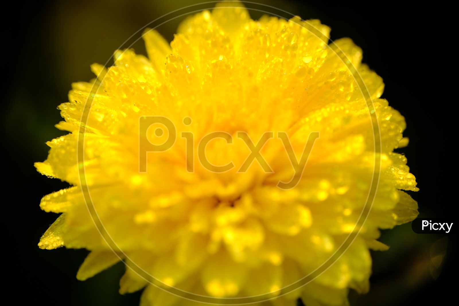 Chrysanthemums flower or Guldaudi Flower