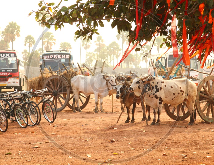 Bullock Carts in a Rural Village
