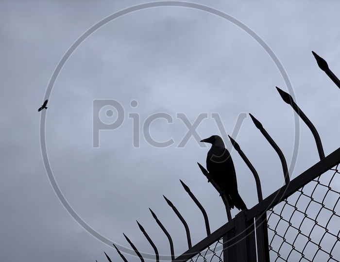 Side view of a crow sitting on the rod