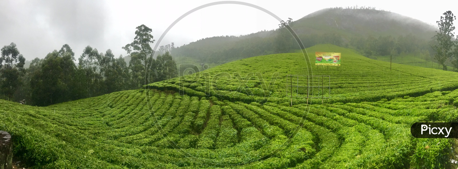 Kerala Tea Gardens
