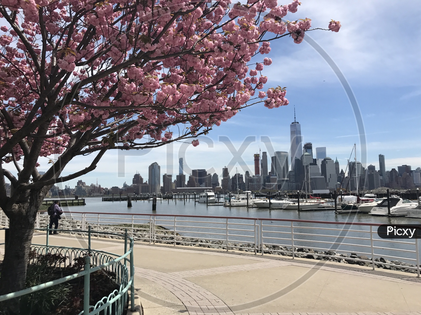 Manhattan During Cherry blossoms