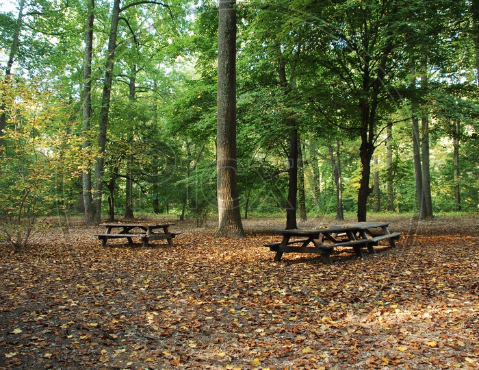 Benches In a Forest Area With trees Around