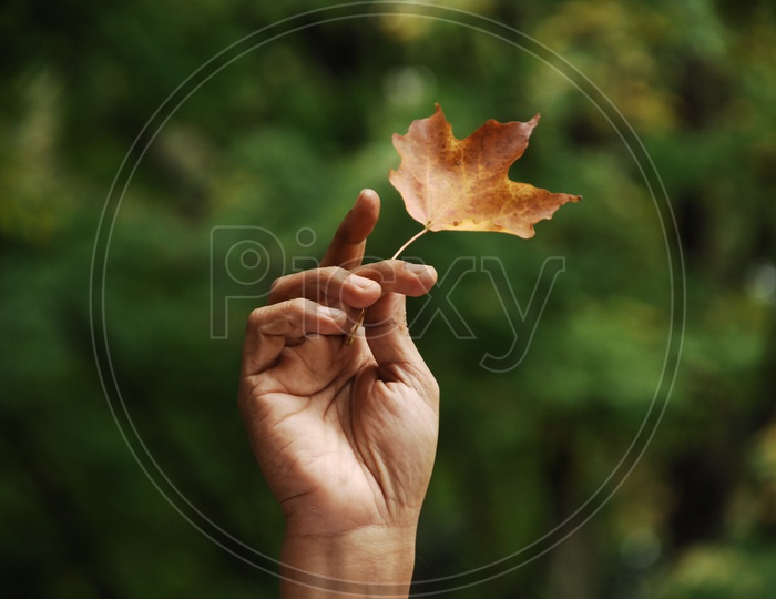 Maple Leaf holding in Hand