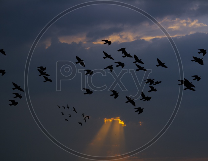 sunset & birds