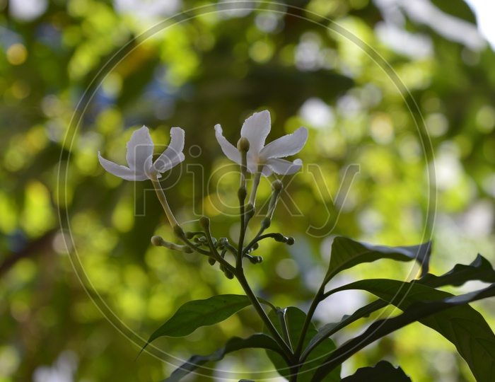 Tabernaemontana divaricata , Garuda vardhanam Flower