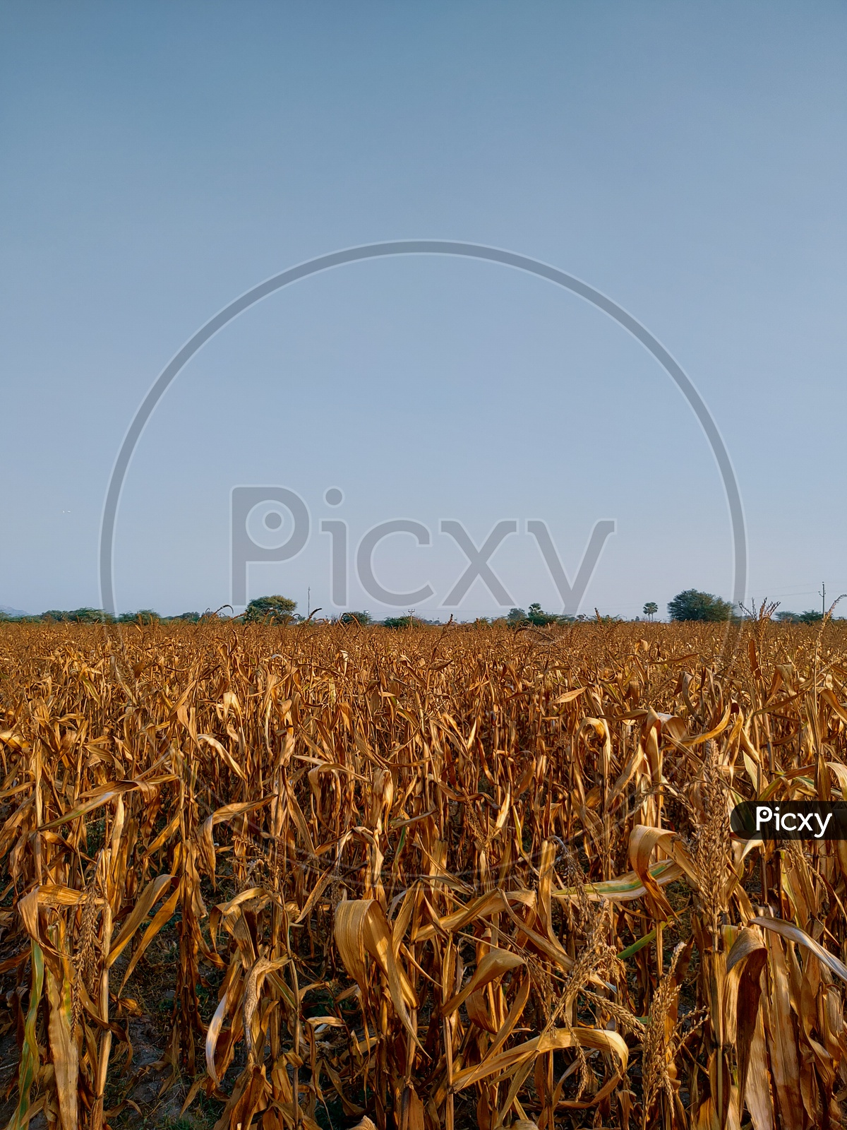 Maize field after harvest