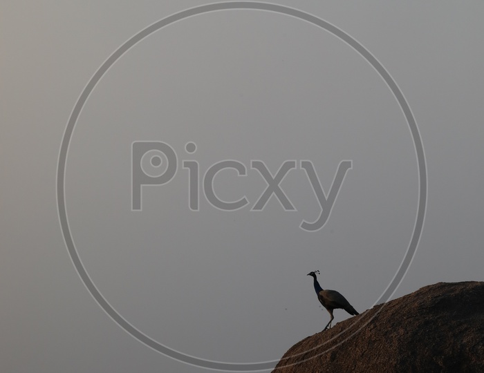 Silhouette Of Peacock On a Rock Hill