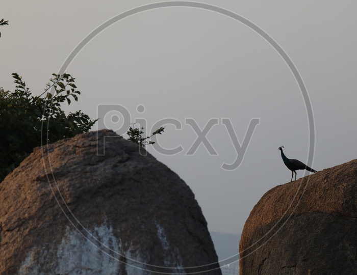 Silhouette Of Peacock On a Rock Hill