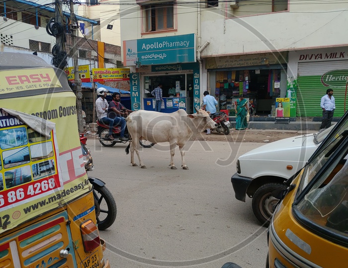 Cattle , Concrete Jungle and Bustling Traffic