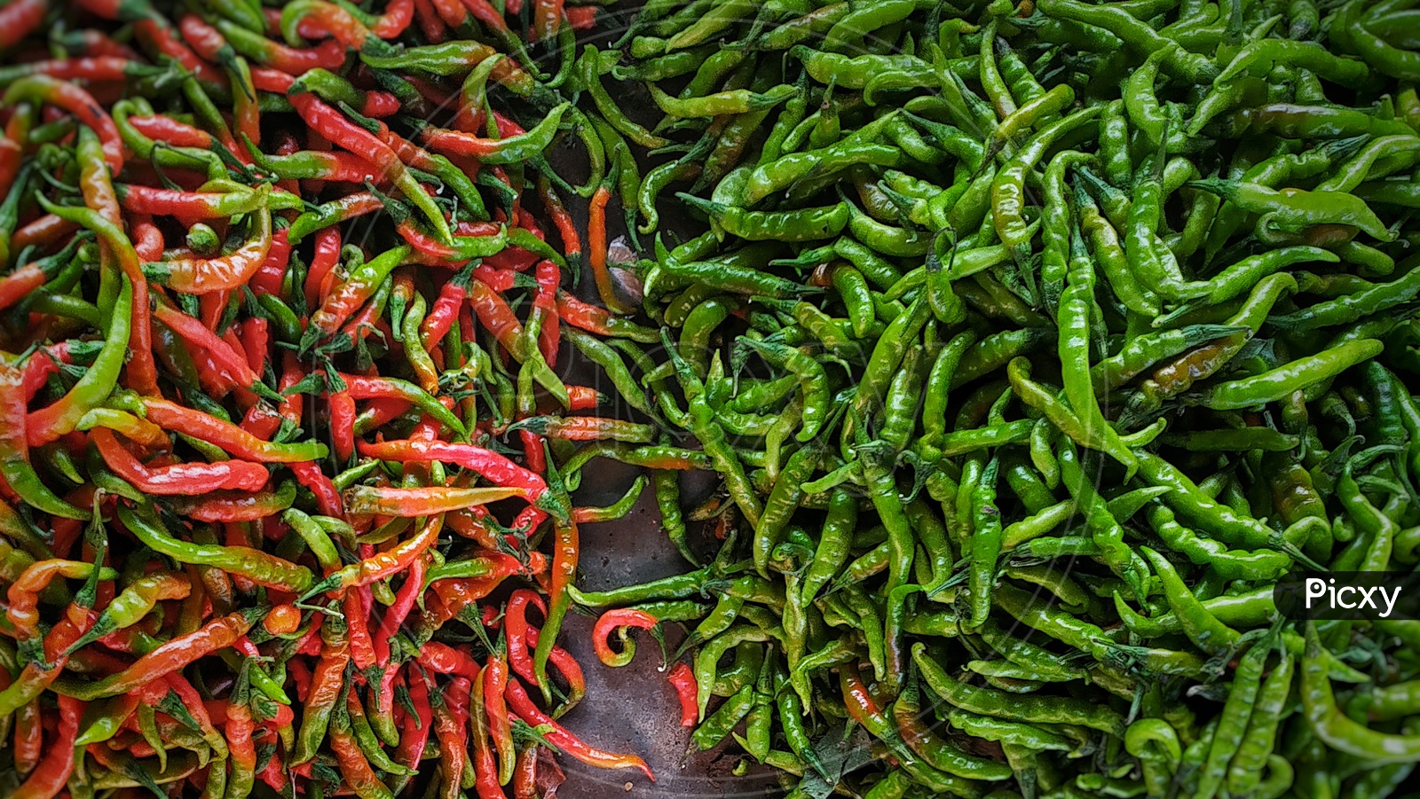RED OR GREEN CHILLY