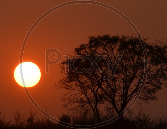 Silhouette of a Lone Tree Over a Sunset Bright Sun