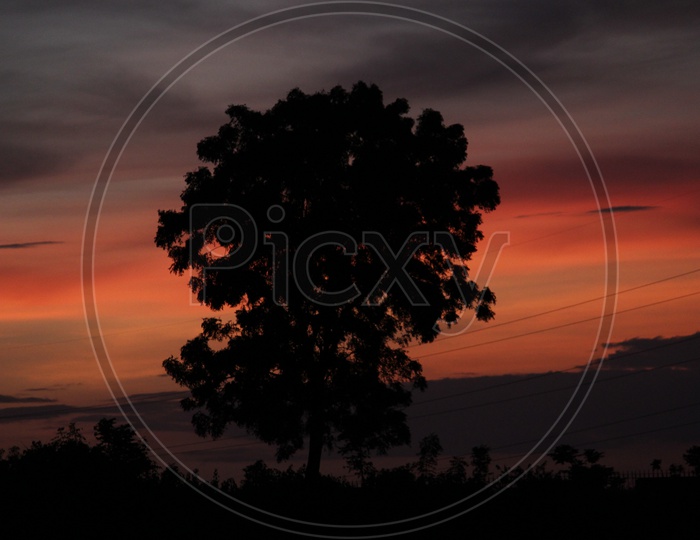 Silhouette of tree Over a Sunset Sky in Background