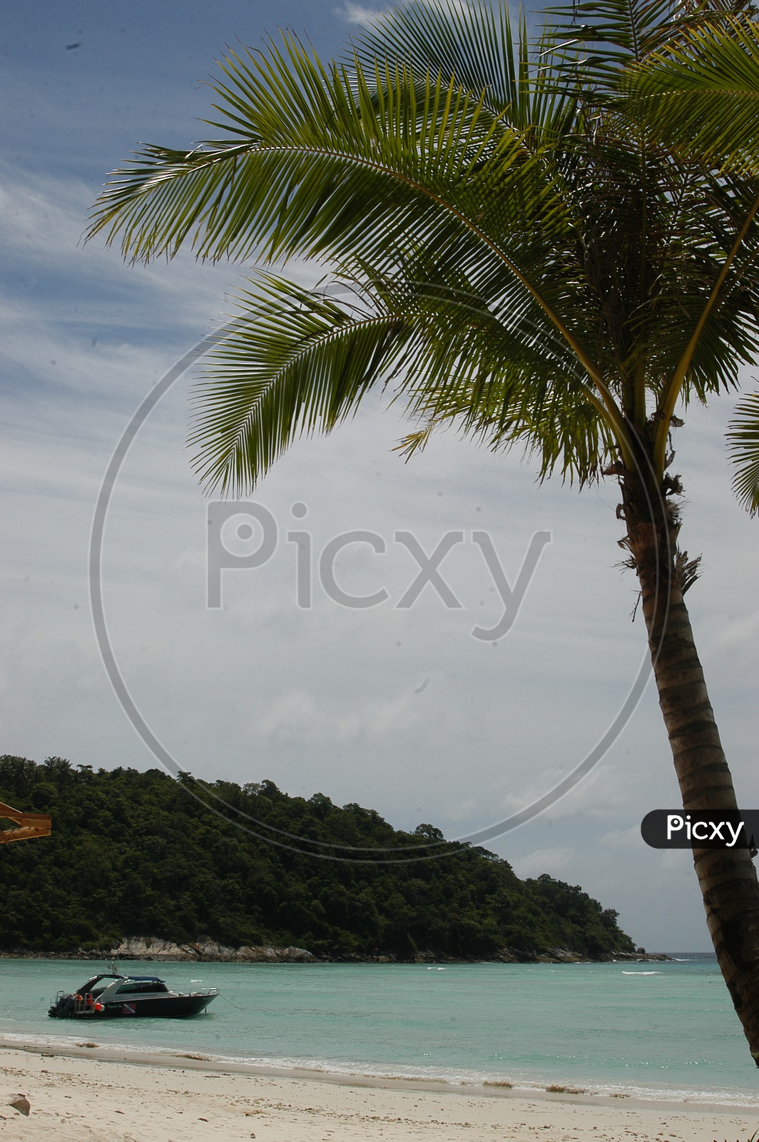 Coconut Tree In a beach With a Yacht on Shore