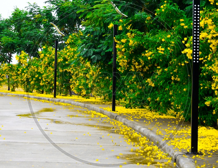 Road With yellow Flowers in Spring