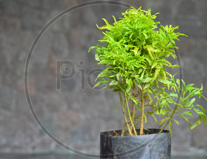 Plant In a Cover