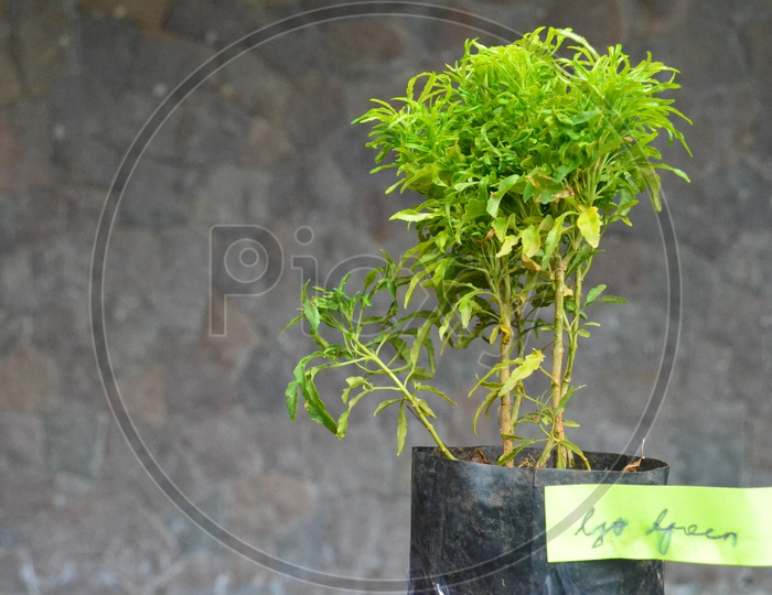 Plant In a Cover