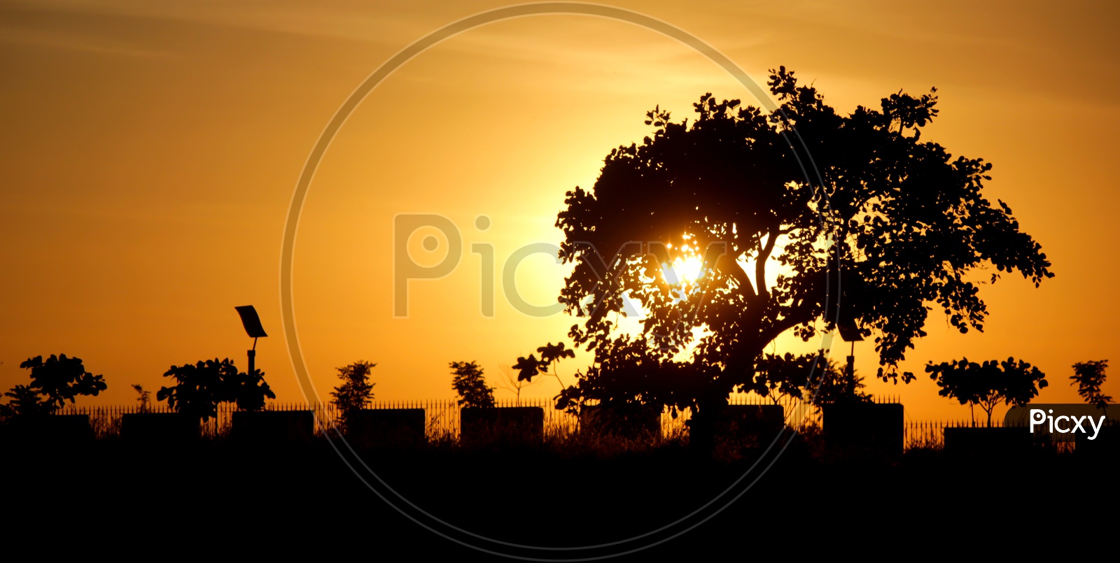 Silhouette Of A tree With Sunset Sky in Background