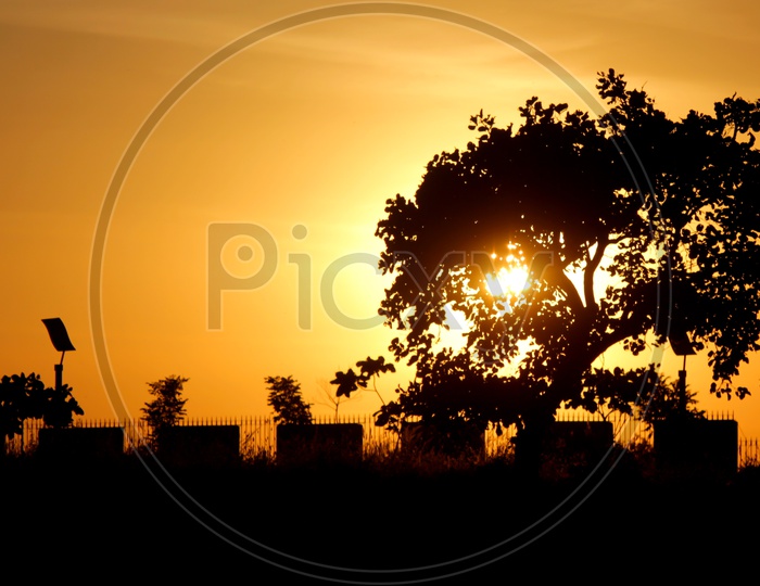 Silhouette Of A tree With Sunset Sky in Background