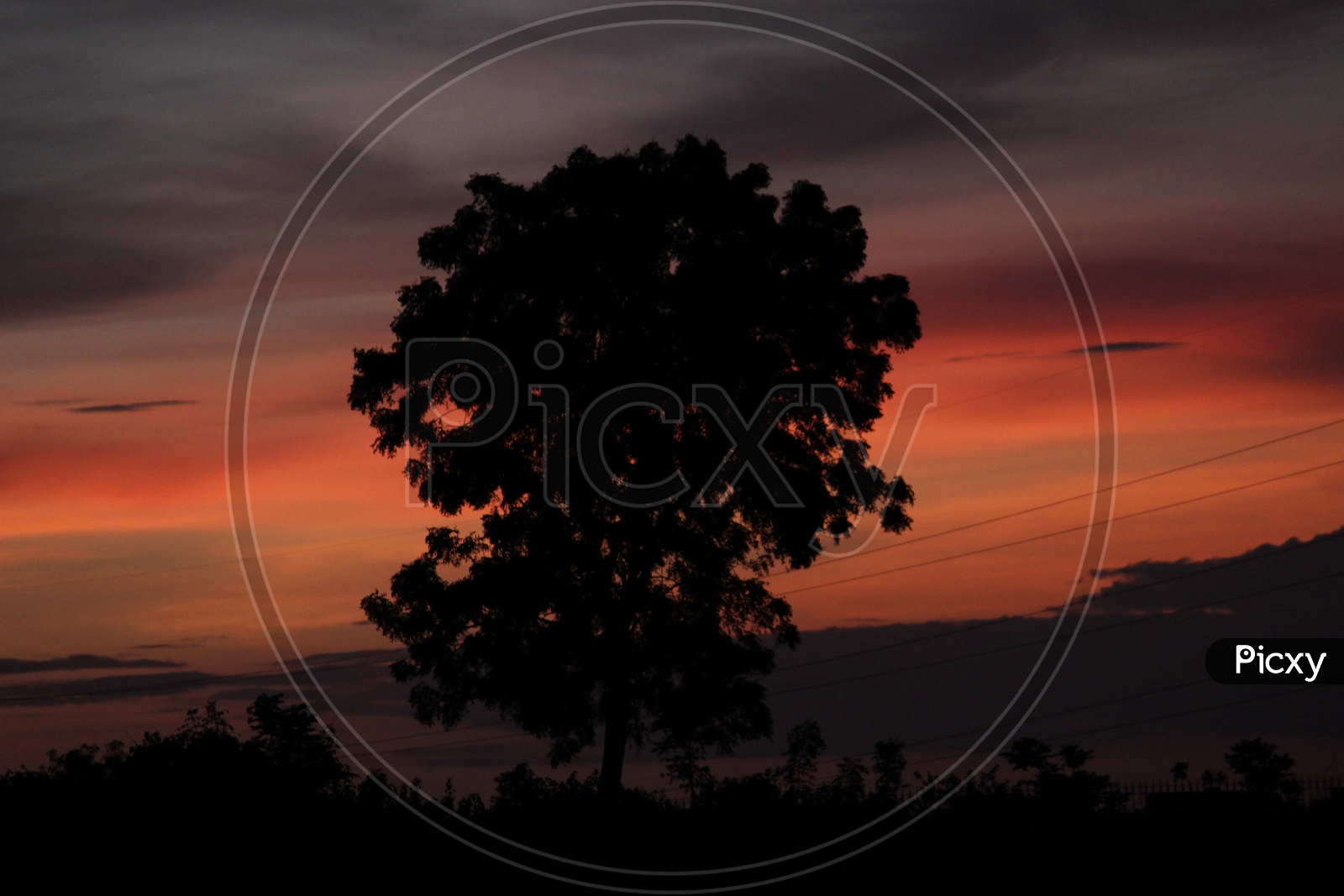 Silhouette of tree Over a Sunset Sky in Background